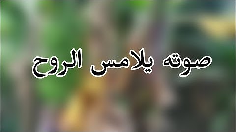 اجمل حالات واتس آب قرآن كريم بصوت جميل جدا - القارئ مصطفى البرزاوى