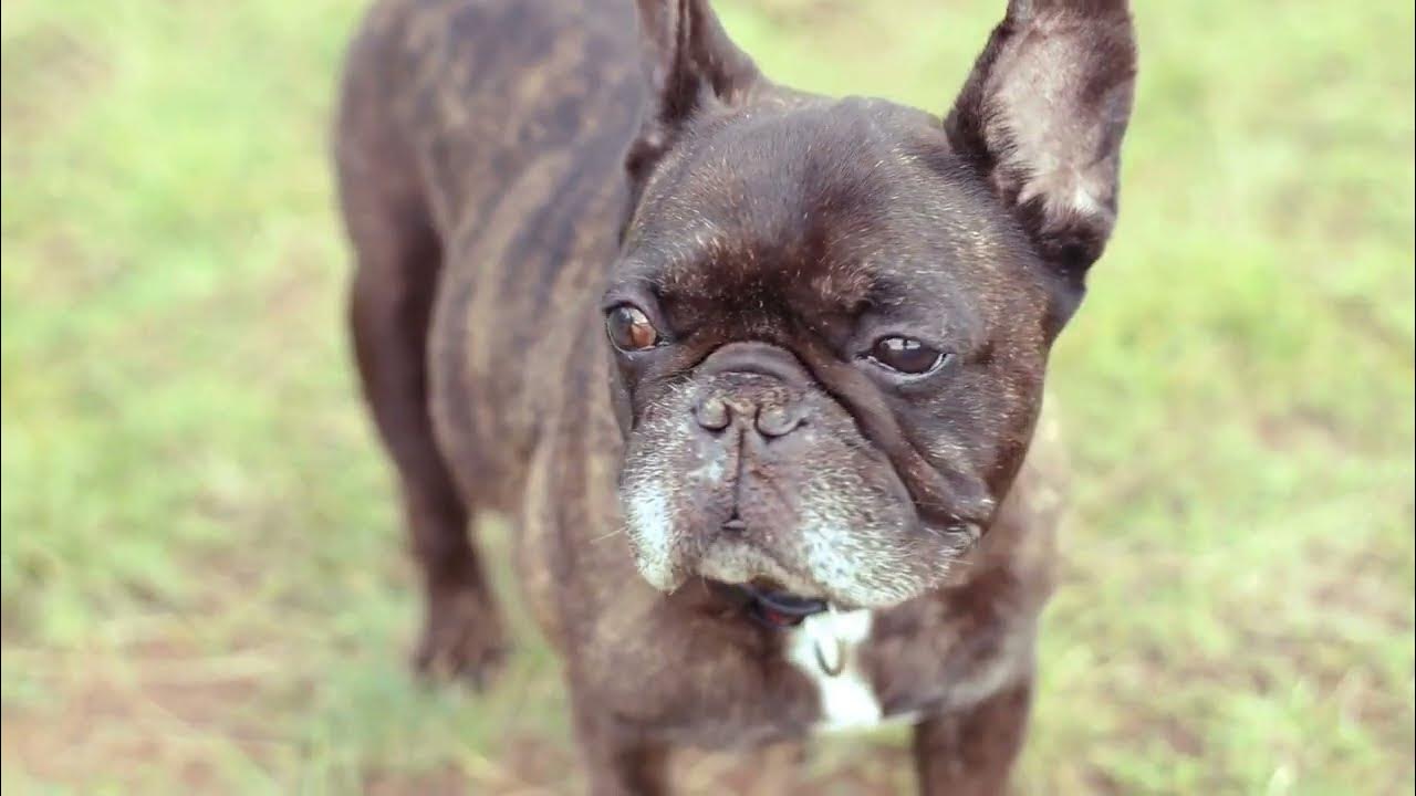 Soft Palate Problems In French Bulldogs