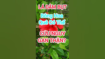 lá Dâm Bụt: Bông Hoa Quê Có Thể Cứu Nguy Gan Thận? #dinhduong #health #suckhoe