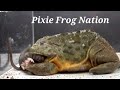 Giant pixie frog needs large meal  a rat  warning live feeding