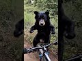 Unexpected Encounter Cycling Near A Dancing Bear Shorts Bear BearsOfYouTube EpicAnimal Moments