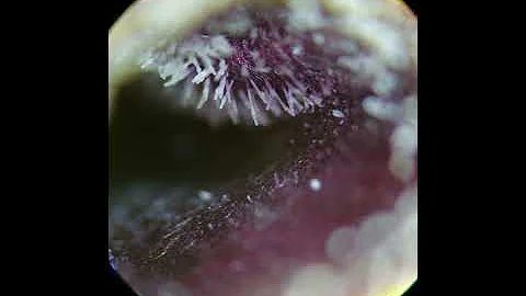 Flower magnified under microscope