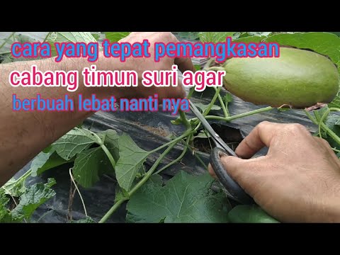 Cara Membuahkan Timun Suri