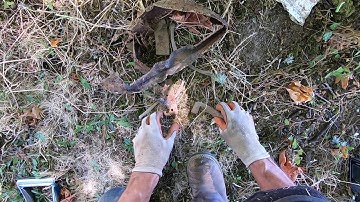 LIVE DIG ACTION!! Simplex SP24 coil in relic dump.