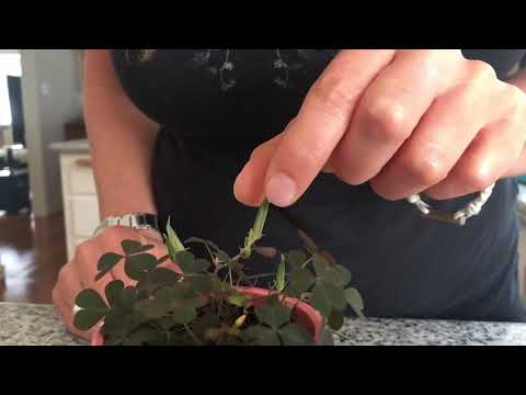 Oxalis Seeds Exploding in Slow Motion
