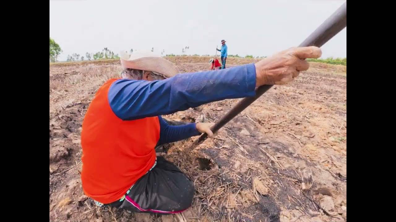 เลาะหาของกิน พาผู้เฒ่ามาเาะทุ่งนาครับ