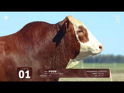 LOTE 01   TAT P309 M Braford