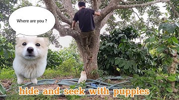 Play hide and seek to test the puppy