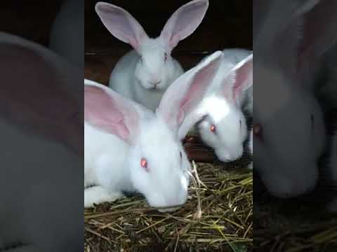 Videó: Mellerud Rabbit
