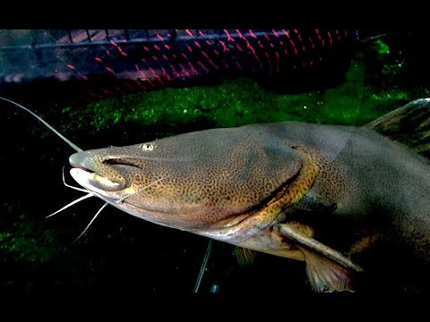 ジャウー Jau, gilded catfish Zungaro zungaro - YouTube