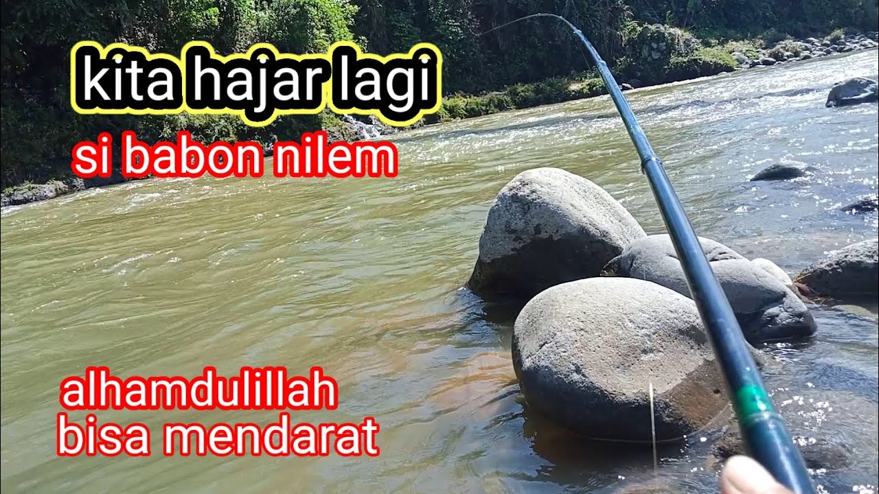 harus paham di mana titik ikan nilem  pada ngumpul.. mancing  tehnik pelampung