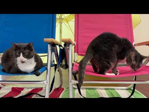 I Set Up a Beach Day for My Cats 🏖️
