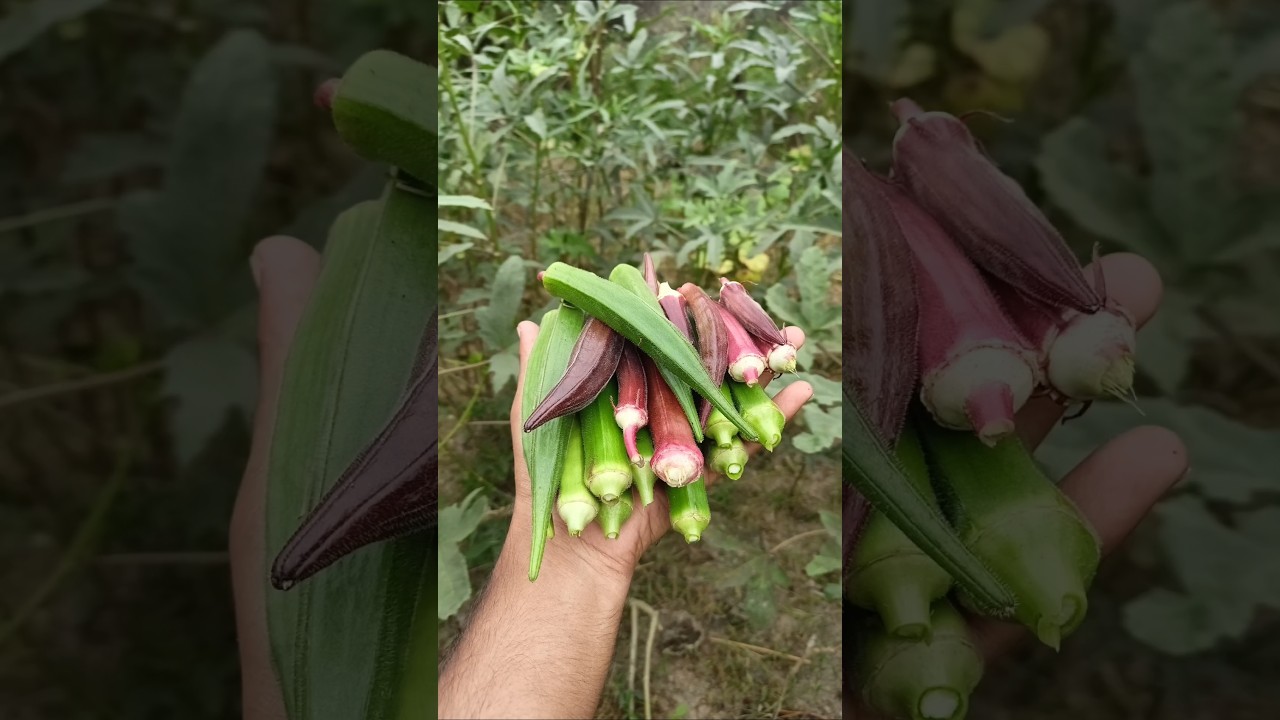 Ghar ki bhindi 🌿💚❤️ 