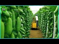 The most modern agriculture machines that are at another level  how to harvest cucumbers in farm 2