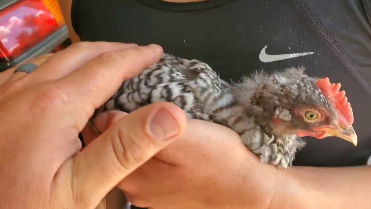 Best automatic chicken door? Chicken Guard Extreme YouTube