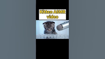 ASMR video of a kitten typing on a keyboard in front of a microphone　  #asmr 　#ai #veo3 　#cat