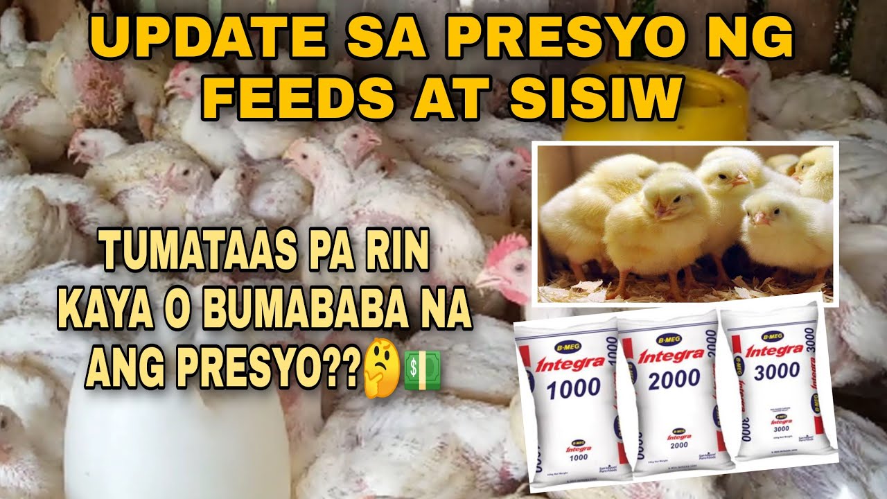UPDATE SA PRESYO NG FEEDS AT 45 DAYS NA SISIW JAY TIPS TV YouTube update-sa-presyo-ng-feeds-at-45-days-na-sisiw-jay-tips-tv-youtube