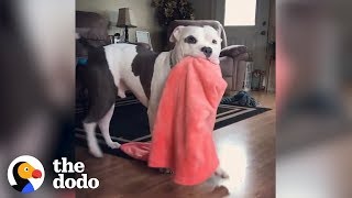 Dogs Who Grab Things When They're Excited | The Dodo