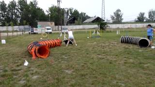 Chloe's 2nd agility class
