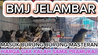 masuk lagi burung burung masteran conin glatik prenjak dan masih bnyak lg trotol murai jantan dkk