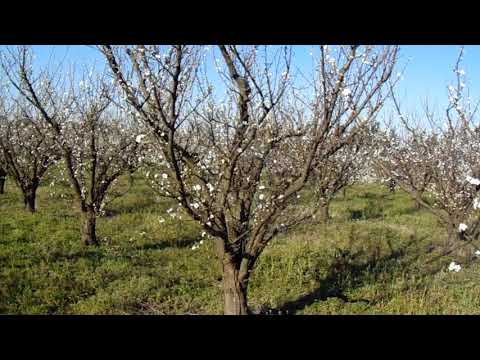 Video: Cultivo de manzanas: aprenda sobre la polinización cruzada entre manzanos