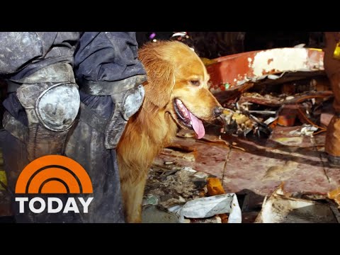 Video: Semua Anjing, Sepanjang Waktu di Akhir Pekan Akhir WILD BarkFest Nat Geo