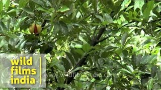 Nutmeg plantation in Kerala