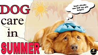 DOG CARE IN SUMMER | गर्मियों में कुत्तों की देखभाल कैसे करें | PET CARE IN SUMMER by THE PET GUY 952 views 1 year ago 4 minutes, 22 seconds
