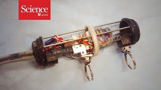 Tiny robots could help infants with rare diseases. Watch one in action