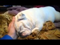 Sleepy bulldog waking up