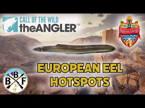 Hotspot Guide: European Eel - Plus Hook Size, Bait and Lure!! | Call of the Wild: theAngler