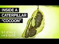 Caterpillar to Butterfly Transformation Quiz