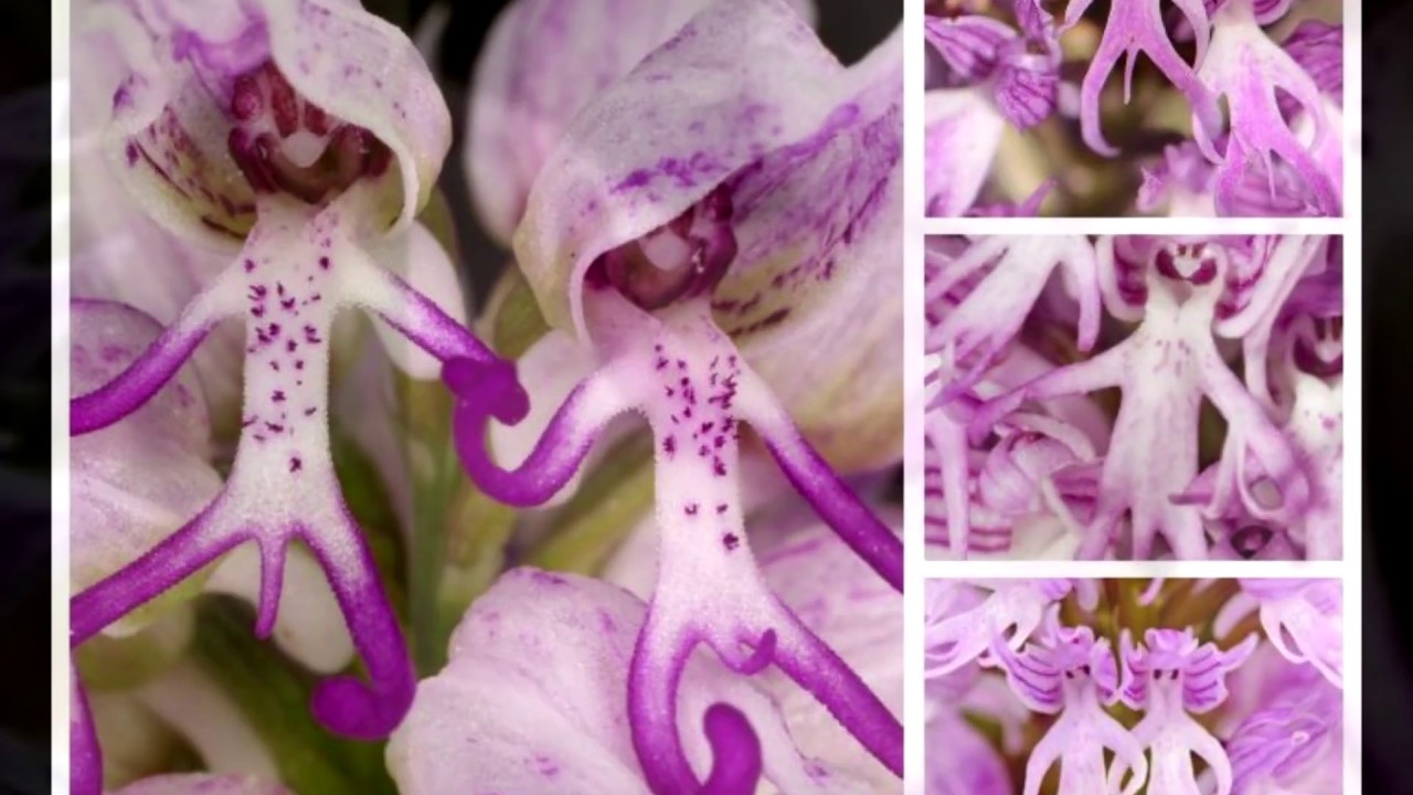 Любовь между орхидеей. Ятрышник итальянский (Orchis Italica). Фаленопсис астрал. Фаленопсис Орхидея астрал. Монке Орхидс.