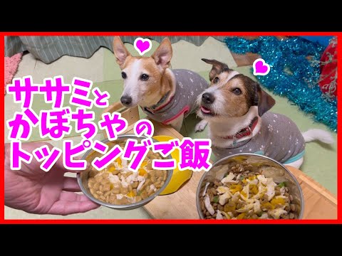 (簡単レシピ)ササミとかぼちゃのトッピングご飯を食べたジャックラッセルテリアが可愛かった