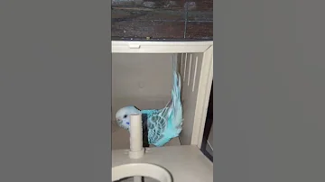 انثى البادجي تجهز العش لوضع البيض 