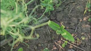 картинка: Как выглядит горох сегодня. No-till 20.05.2023