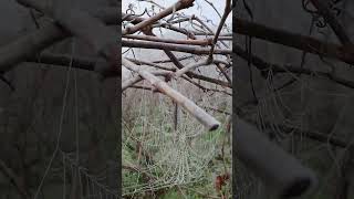 Día de invierno en el Ribeiro