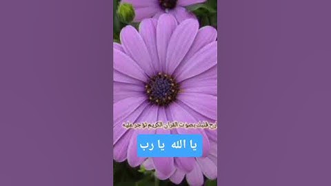 ارح قلبك بصوت القران الكريم تؤجر به #اكسبلور #المراه #duet #الرحمن #دويتو