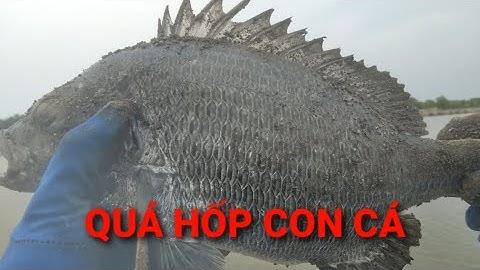 Câu cá Tráp. Giật toàn cá tráp khủng, kéo sướng tay || Thiên Nhiên Muôn Loài