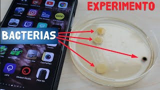 Cuantas BACTERIAS hay en tu SMARTPHONE? EXPEREMINETO