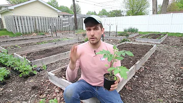 Kolik rostlin rajčat musím zasadit?