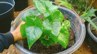 Cara Budidaya Tanaman Herbal Keladi T1Kus Dan Cara Menahnya