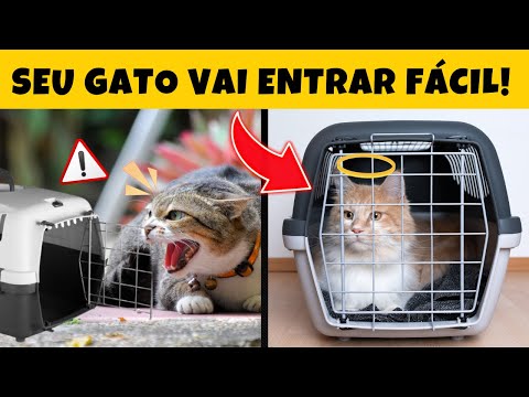 Vídeo: Dicas para aliviar a ansiedade de um gato na clínica veterinária