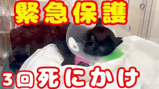 【野良猫 保護】死にかけの野良猫を犬ハウスへ閉じ込め病院へ運ぶと予想外の結果に･･