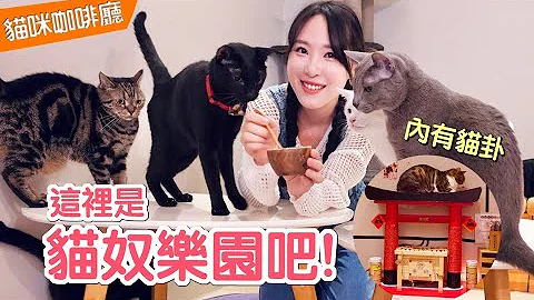 像遊樂園一樣的貓咪咖啡廳！玩到不想回家啦 feat. 貓欸｜傲嬌爸的養貓日常 - 天天要聞