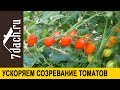 🍅 Как заставить томаты покраснеть на кусте: способы ускорения созревания  - 7 дач