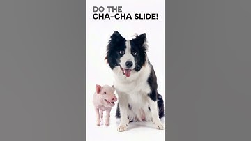 MC JIG - Cha-Cha Slide⁠