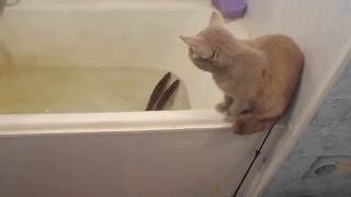 Реакция кошки на живую рыбу Реакция кошки на живую рыбу
