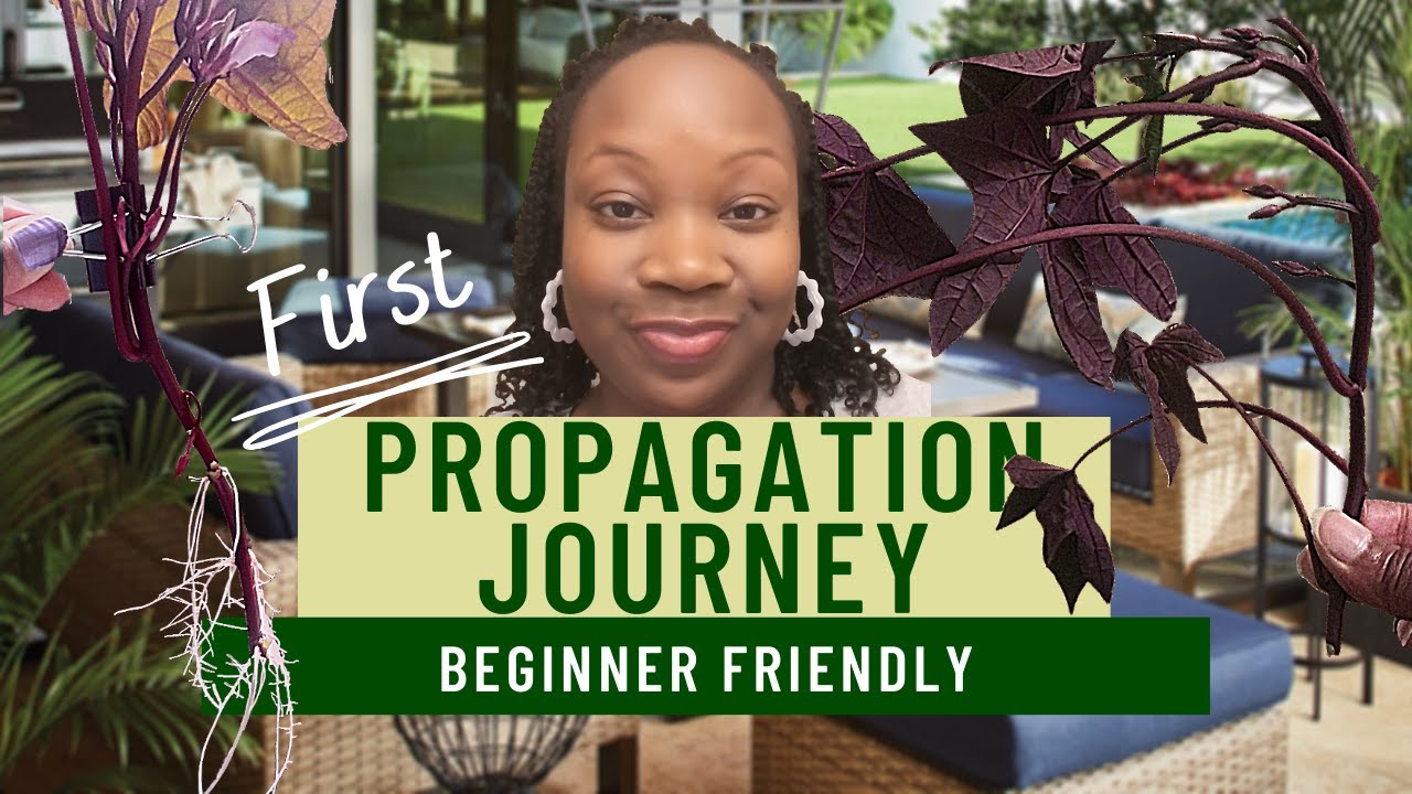 My First Propagation Journey From a Cutting| Water Propagation | Sweet