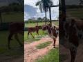 Soberano fez os outros correrem #viralvideo #viralshort #fazenda #rancho #sertanejo #pecuarista
